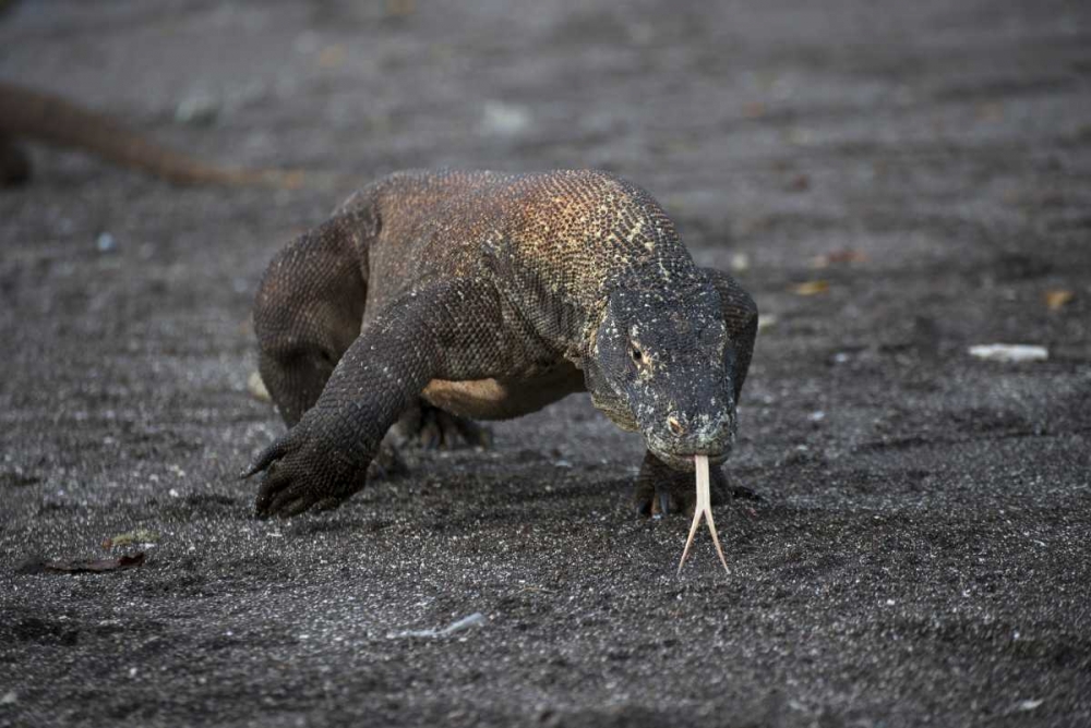 Indonesia, Rinca Island, Komodo NP Komodo dragon